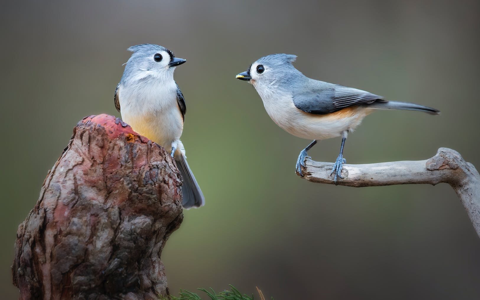 nature bird red blue