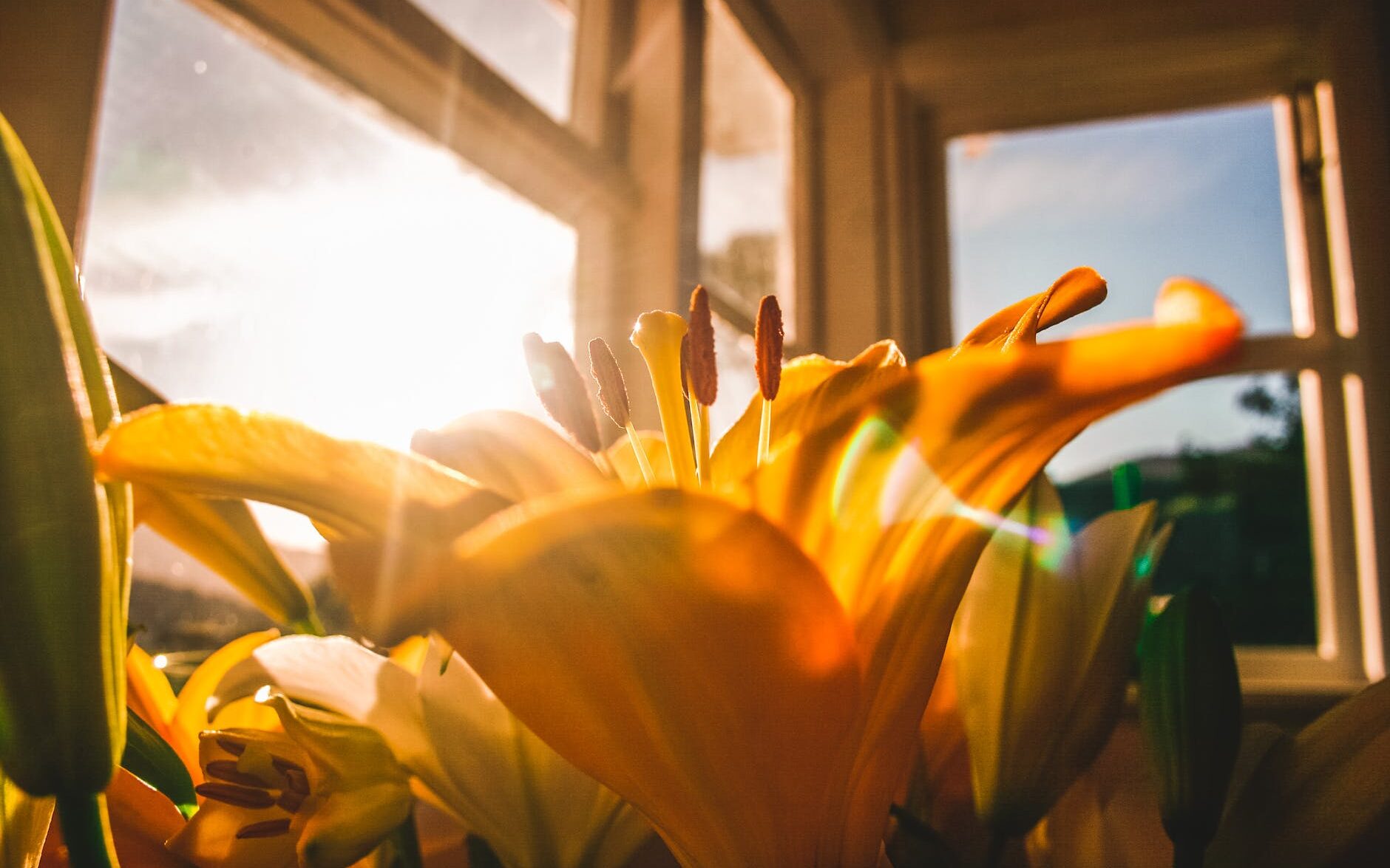 shallow focus of yellow flowers